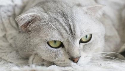 国羽时隔10年再夺世锦赛男单冠军，石宇奇首个单项世界冠军，拿出了120%的努力，“我只想赢，但不怕输”